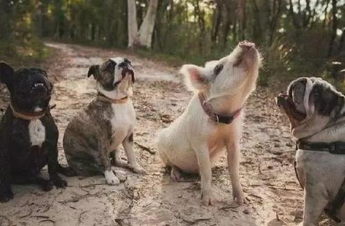 吃瓜网红事件狗子视频,揭秘事件背后真相 第2张 吃瓜网红事件狗子视频,揭秘事件背后真相 第2张